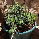 Casa vacanze Jb - Monte Joao Moleiro With Shared Pull