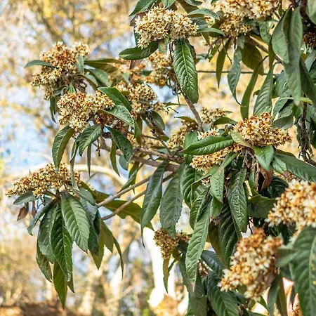 Jb - Monte Joao Moleiro With Shared Pull