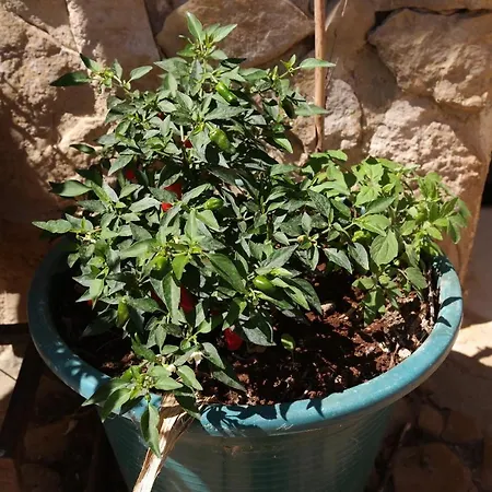 Nyaraló Jb - Monte Joao Moleiro With Shared Pull