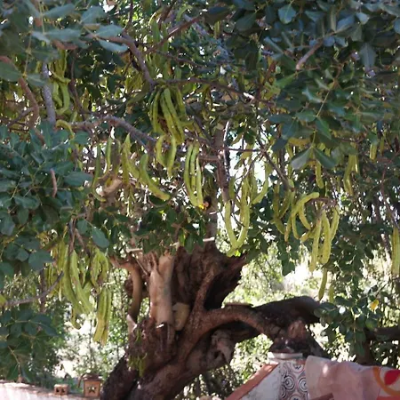 Jb - Monte Joao Moleiro With Shared Pull בית נופש