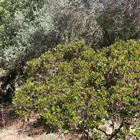 Jb - Monte Joao Moleiro With Shared Pull Olhão