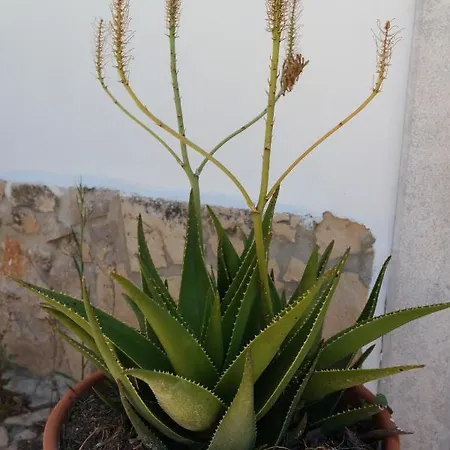 Jb - Monte Joao Moleiro With Shared Pull * Olhão