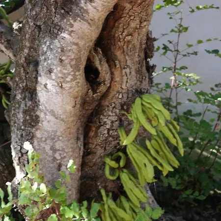 Jb - Monte Joao Moleiro With Shared Pull *