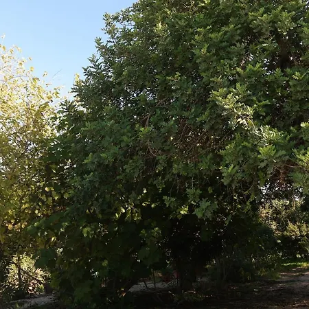 Jb - Monte Joao Moleiro With Shared Pull