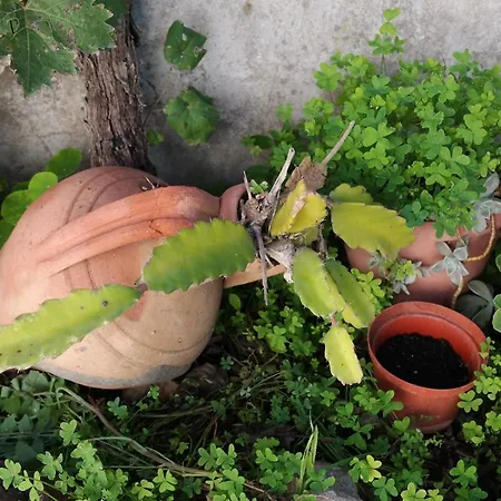 Jb - Monte Joao Moleiro With Shared Pull בית נופש Olhão