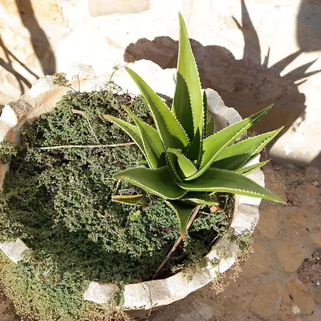 Jb - Monte Joao Moleiro With Shared Pull Olhão