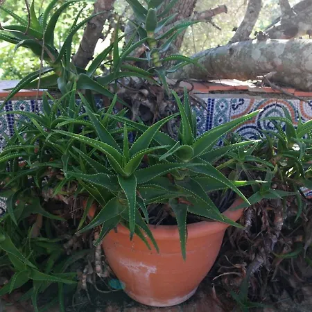 בית נופש Jb - Monte Joao Moleiro With Shared Pull Olhão