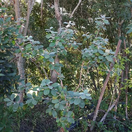 Jb - Monte Joao Moleiro With Shared Pull