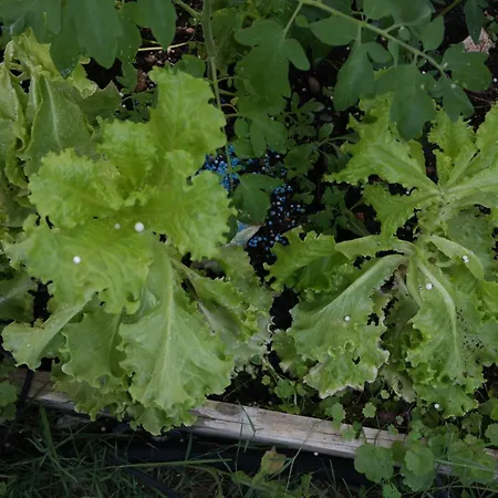 Jb - Monte Joao Moleiro With Shared Pull *